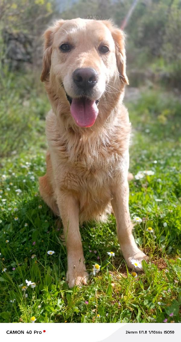 Chloe, una splendida Golden Retriever Foto 2